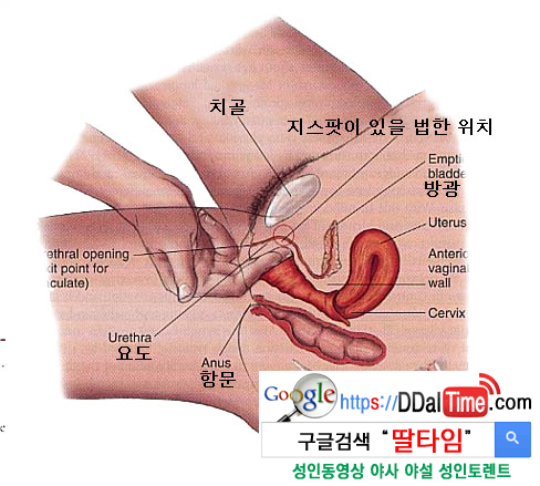 G스팟 이제는 찾아야 할 때 1              이미지 #4